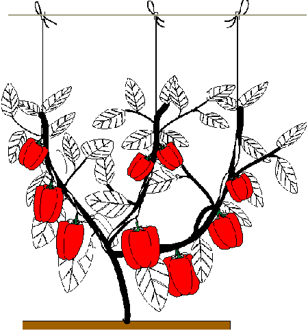 Poda del Pimiento