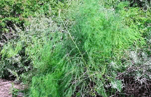 Esparraguera