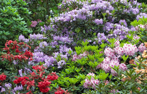 Rododendro