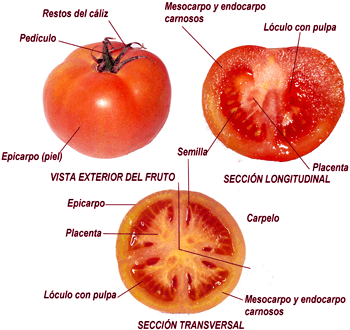 Tomate